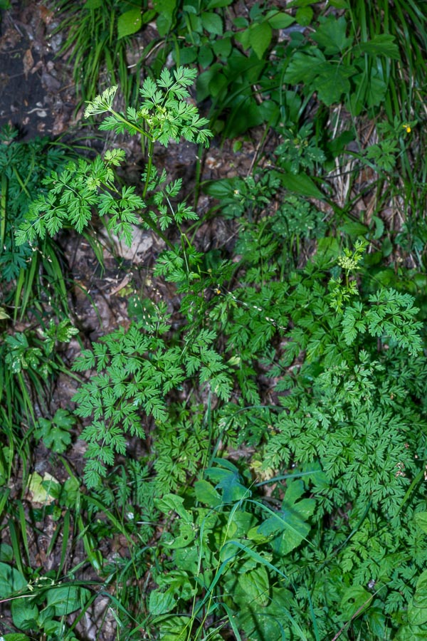 Katapsuxis silaifolia (=Cnidium silaifolium) / Carvifoglio dei boschi